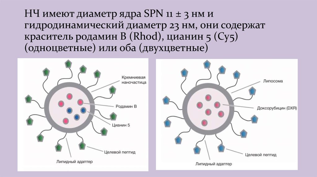 Диаметр ядра. Диаметр ядра НМ. Цианин-5. IGG имеет диаметр 2.5 НМ,.