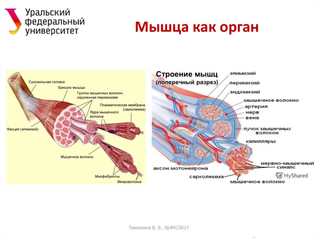 Строение мышц