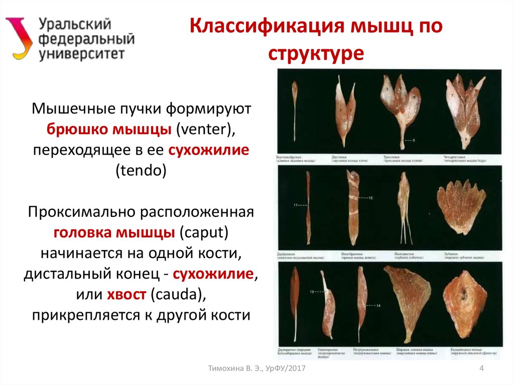 Классификация мышц человека