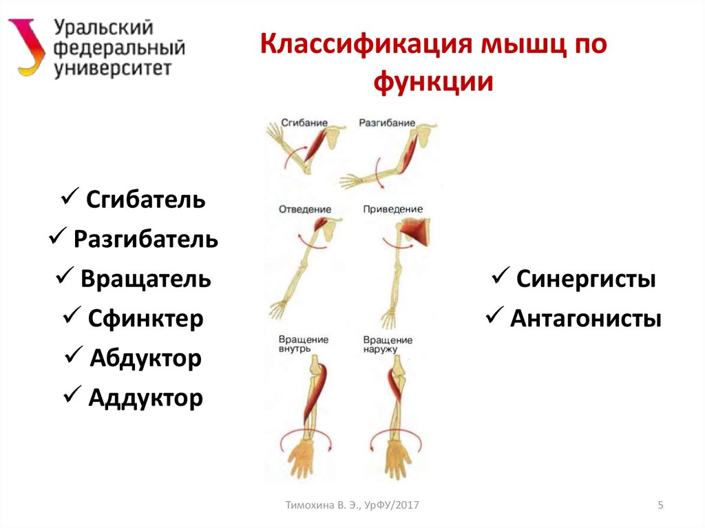 Функции мышц схема