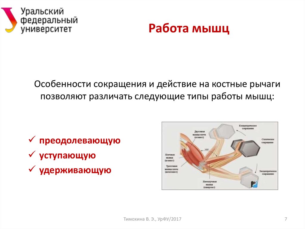 Тема работа мышц