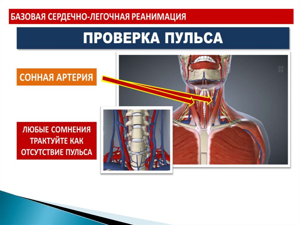 Базовая сердечно