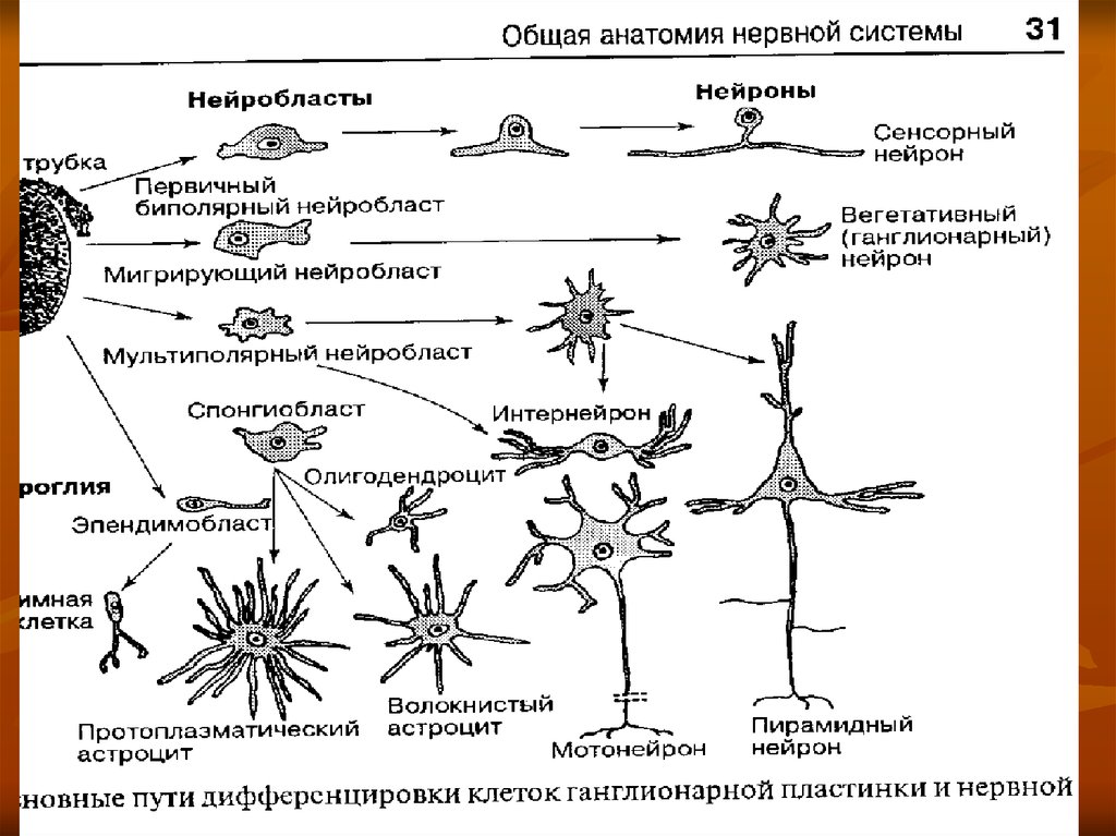 Эволюция вегетативных. Схему основных путей эволюции нервной системы.. Эволюция нервной системы таблица. Эволюция нервной системы беспозвоночных. Эволюции нервной системы дерево.