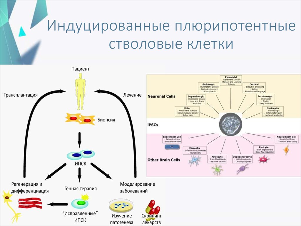 Индуцированные плюрипотентные стволовые клетки