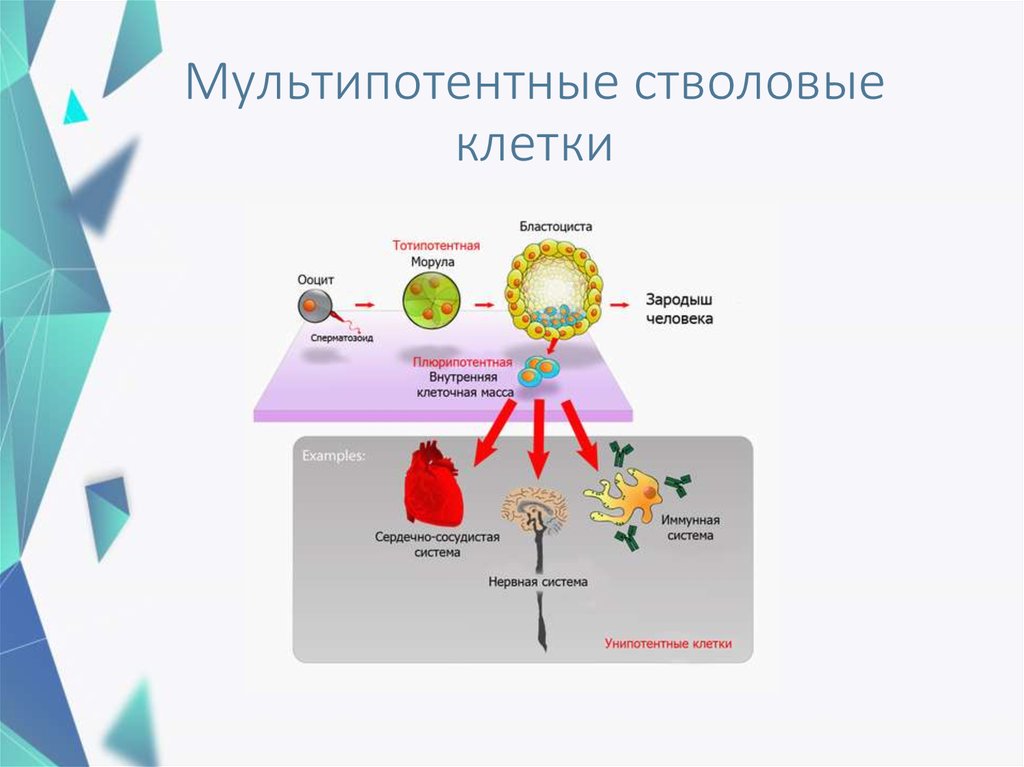 Стволовые клетки проект