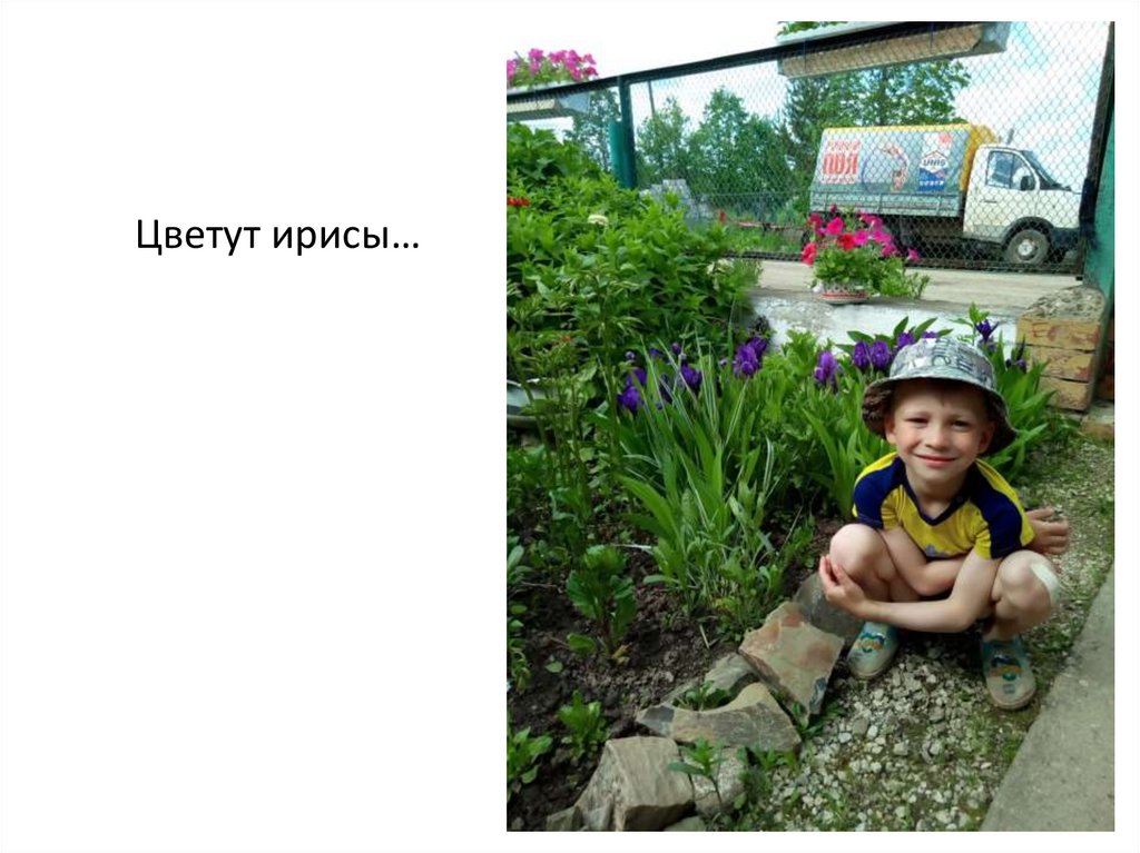 Цветут ирисы…