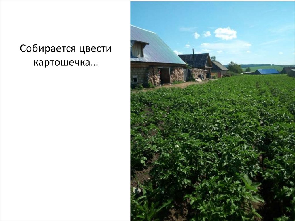 Собирается цвести картошечка…