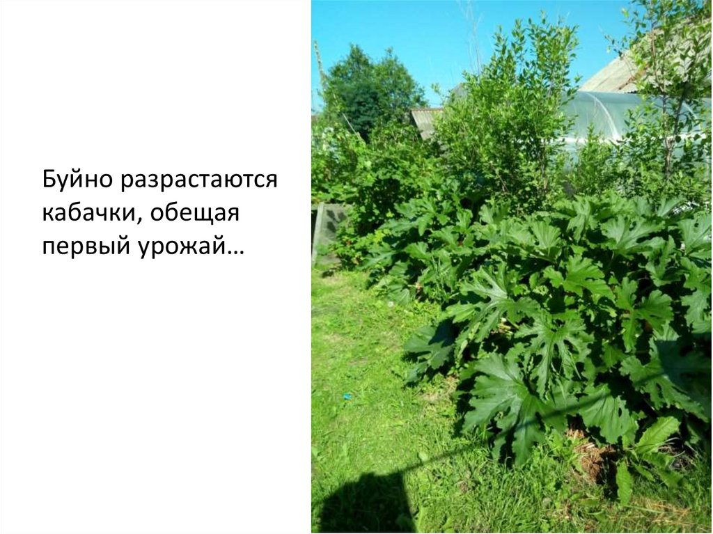 Буйно разрастаются кабачки, обещая первый урожай…