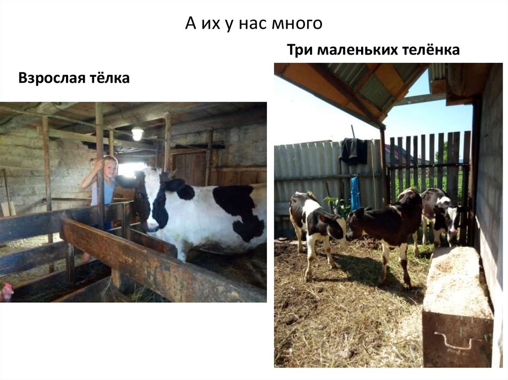 А их у нас много