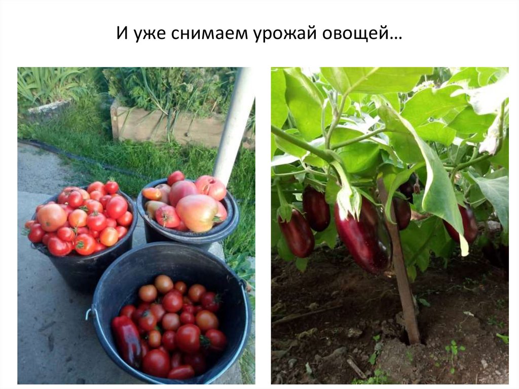 И уже снимаем урожай овощей…