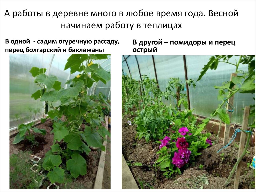 А работы в деревне много в любое время года. Весной начинаем работу в теплицах
