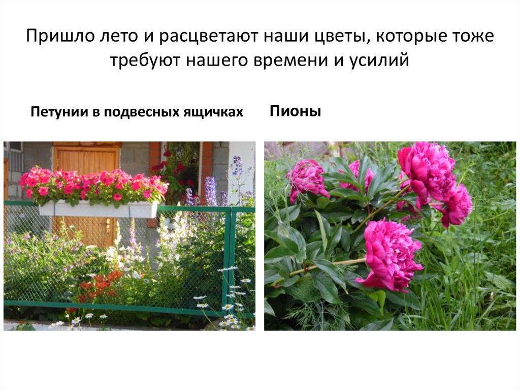 Пришло лето и расцветают наши цветы, которые тоже требуют нашего времени и усилий