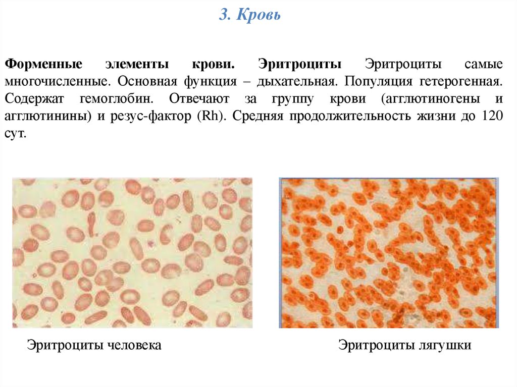 Эритроциты человека и лягушки. Эритроциты лягушки. Эритроциты лягушки и человека сравнение. Дыхательная поверхность эритроцитов человека.