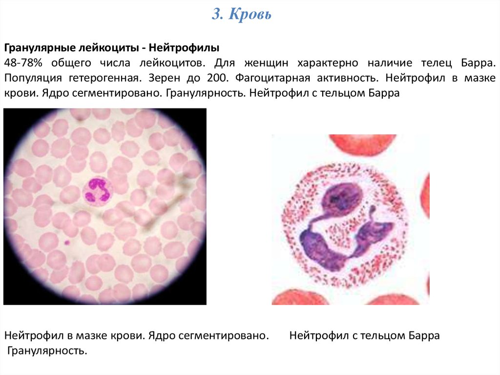 Тельце барра. Тельца Барра в нейтрофилах. Гранулярные лейкоциты крови. Фагоцитарная активность нейтрофилов.
