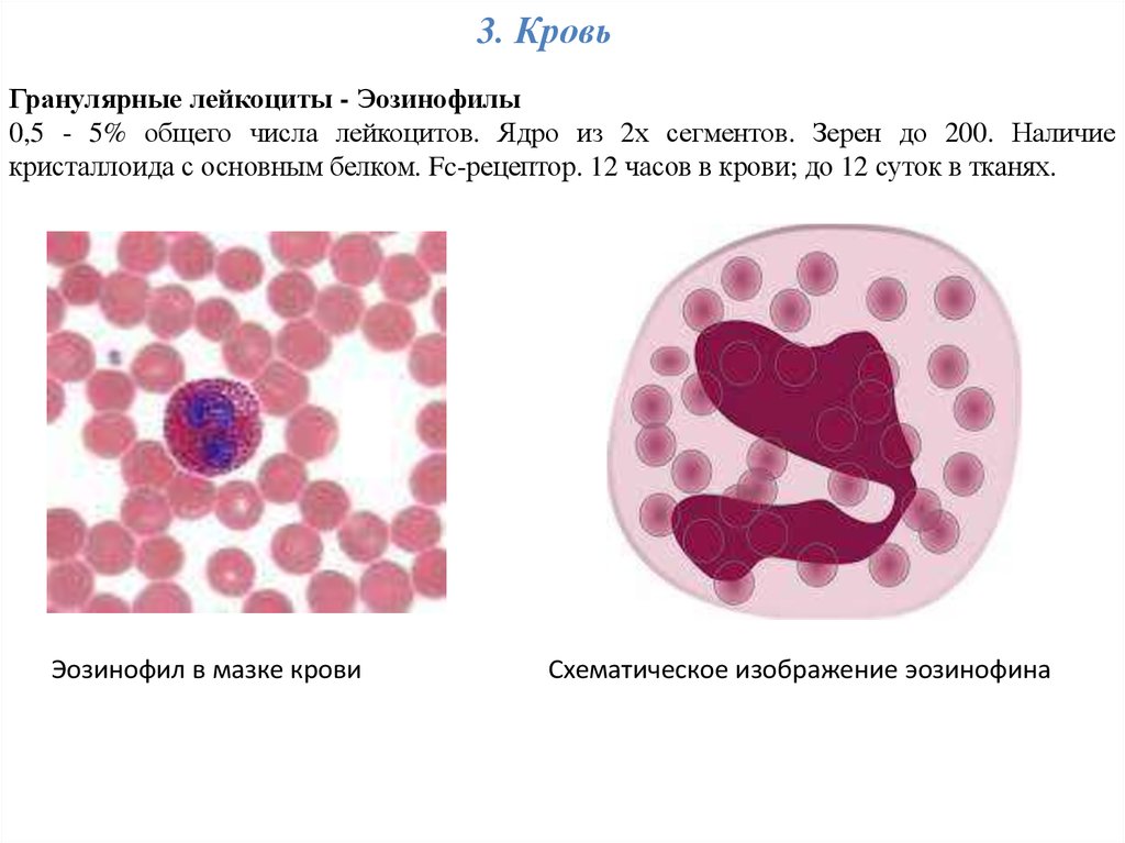 Формы ядер лейкоцитов