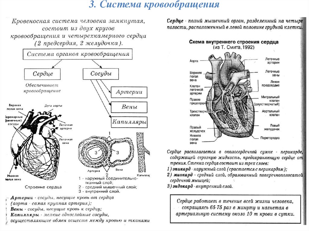 Сердце биология тест