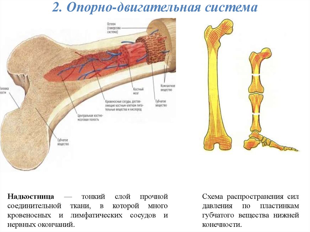 Строение кости рисунок егэ