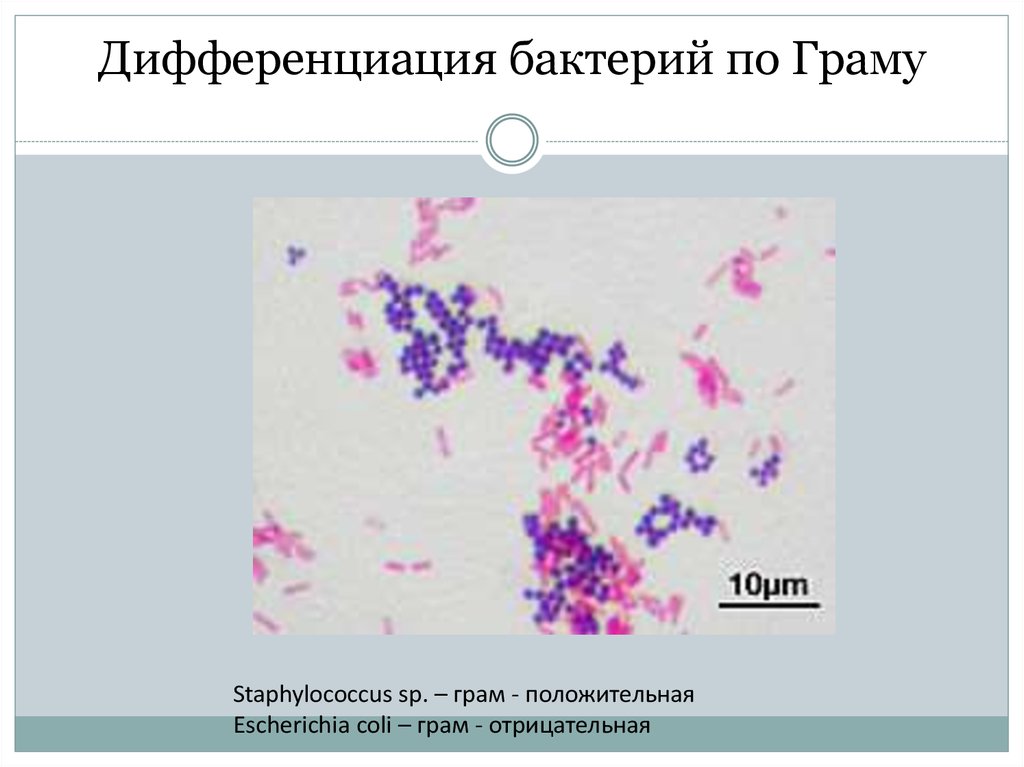 Окраска по граму