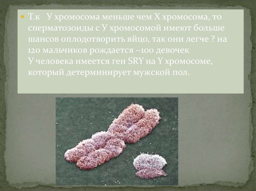 Х хромосома это мужская. Хромосома. Сперматозоиды с х хромосомой. Половые хромосомы сперматозоида. Х И У хромосомы.