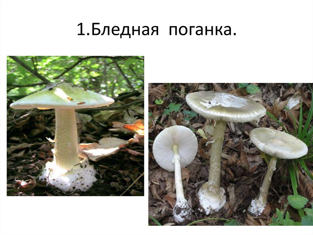 Поганки фото и описание