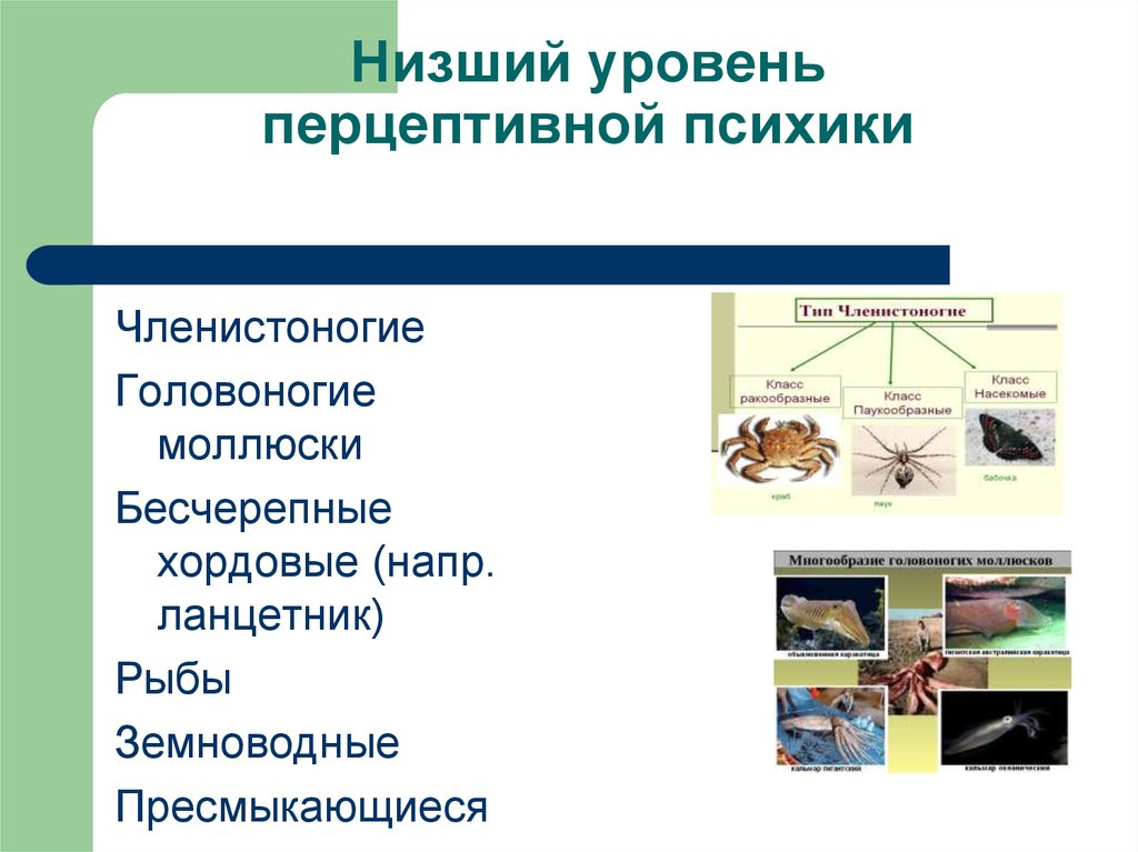 Сенсорная перцептивная интеллектуальная. Низший уровень перцептивной психики. Наивысший уровень развития перцептивной психики. Низший уровень развития перцептивной психики. Высший уровень стадии перцептивной психики.