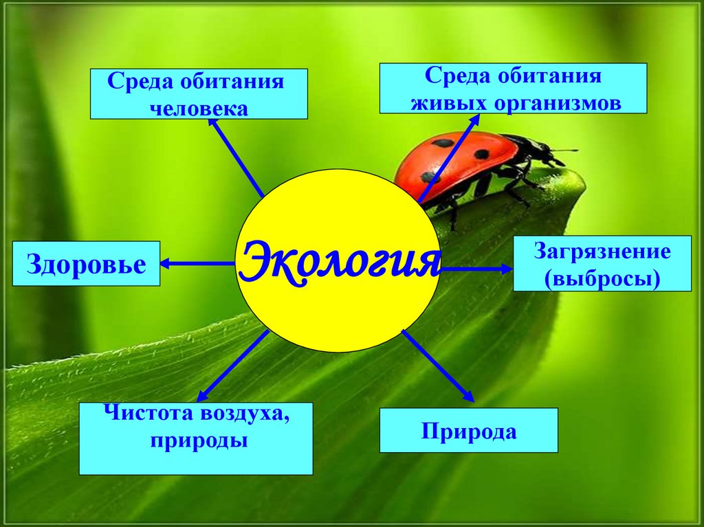 Среды обитания организмов презентация