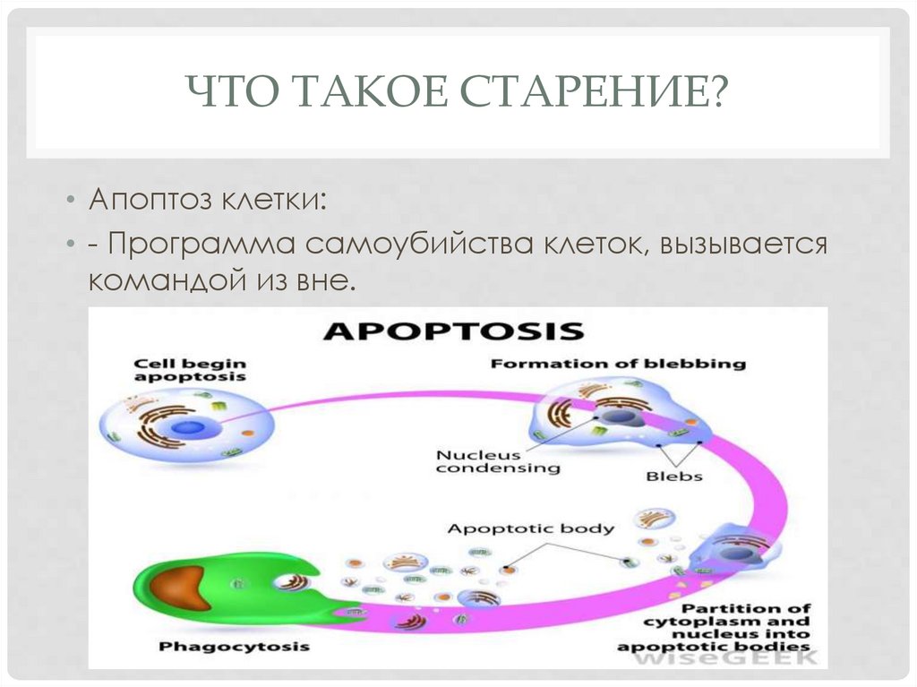 Искусство старения презентация