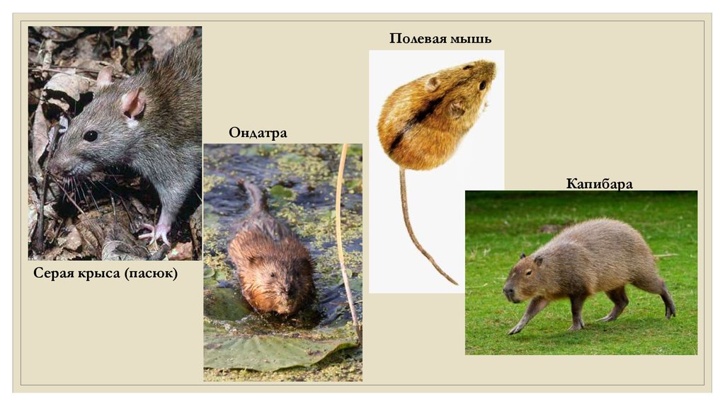 Реферат: Гризуни ондатри щурі миші бобри ховрахи