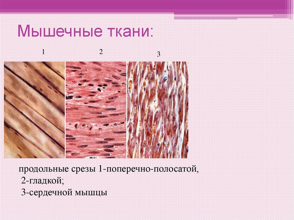 Мышечные ткани:
