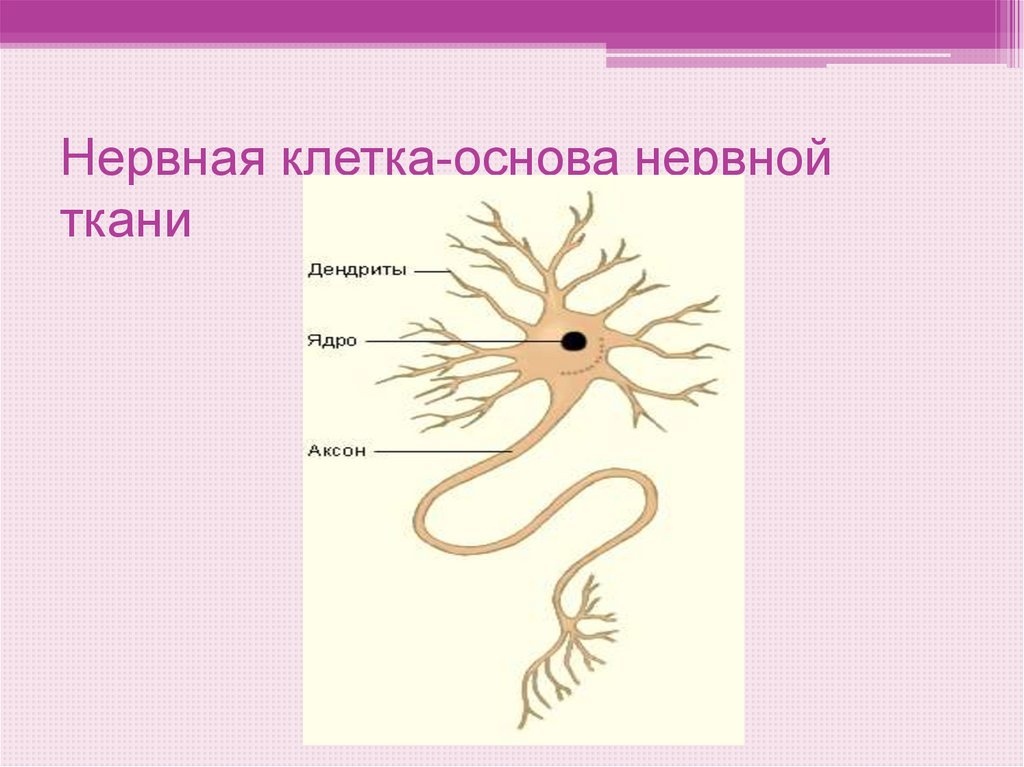 Нервная клетка-основа нервной ткани