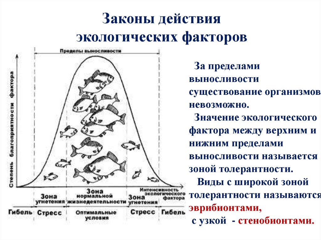 Пределы выносливости организма. Организмы с широким пределом выносливости называются. Зона толерантности экологического фактора. Схема действия экологического фактора примеры.