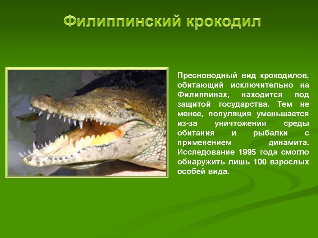 Крокодил млекопитающее или нет. Гребнистый крокодил красная книга. Проект гребнистый крокодил 4 класс. Презентация про крокодилов. Описание крокодилов.