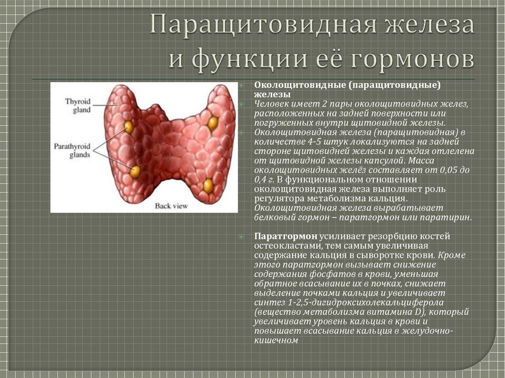 Щитовидная железа нормальная функция. Щитовидная железа анатомия функции. Щитовидная железа и паращитовидная железа строение и функции. Щитовидная железа у животных и паращитовидной железы. Паратгормон паращитовидной железы.