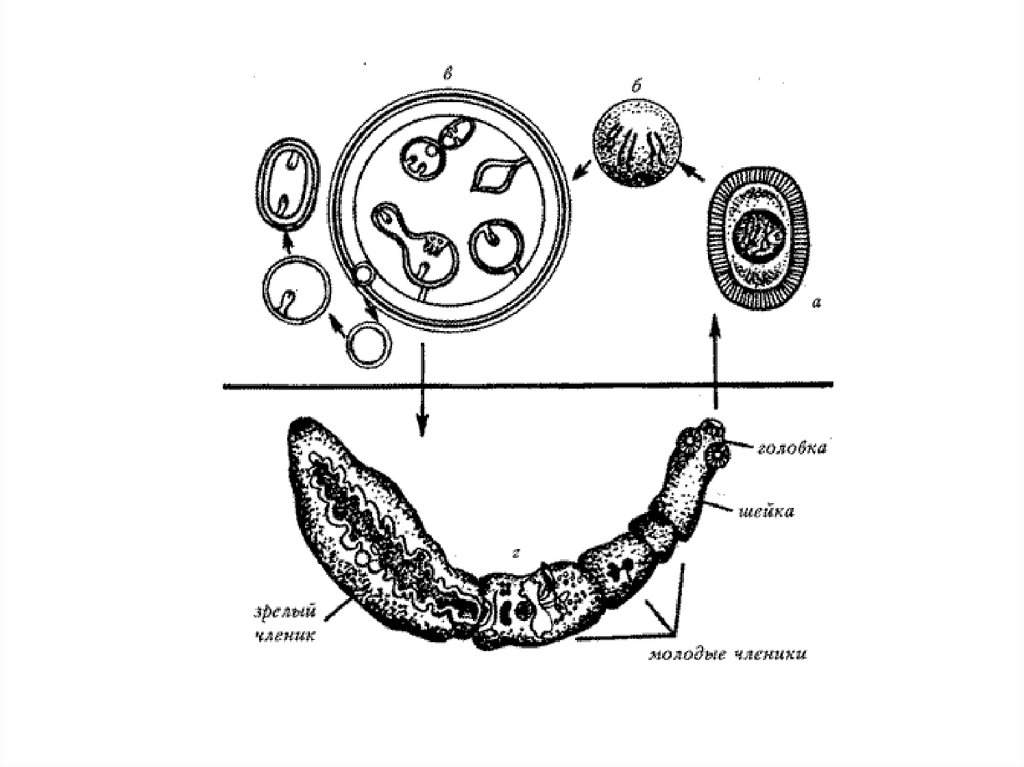 Онкосфера в кишечнике. Личиночная форма эхинококка. Жизненный цикл ленточных червей эхинококк. Онкосфера эхинококка. Половозрелая особь эхинококка строение.