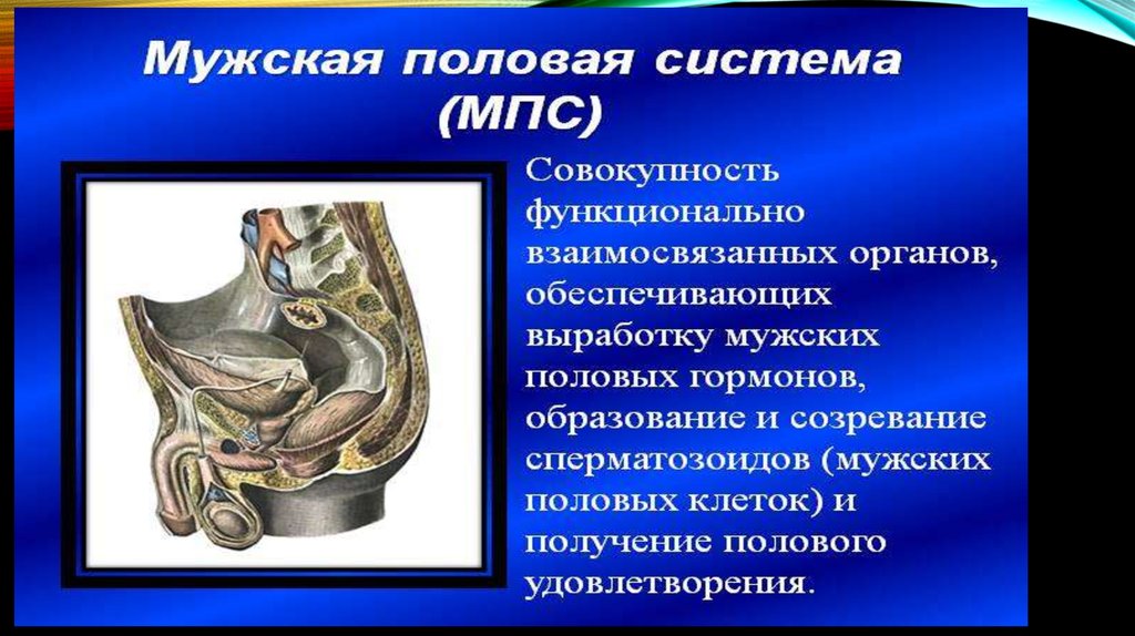 Полова система. Мужская половая. Строение мужских половых органов. Половая система презентация. Заболевания мужской половой системы.