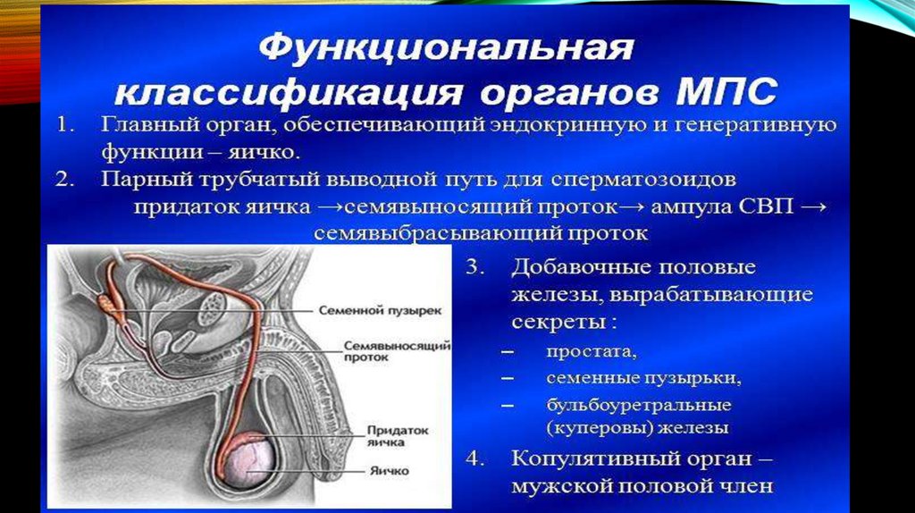 Половая система презентация