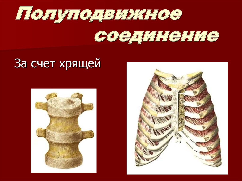 Строение и соединение костей - online presentation