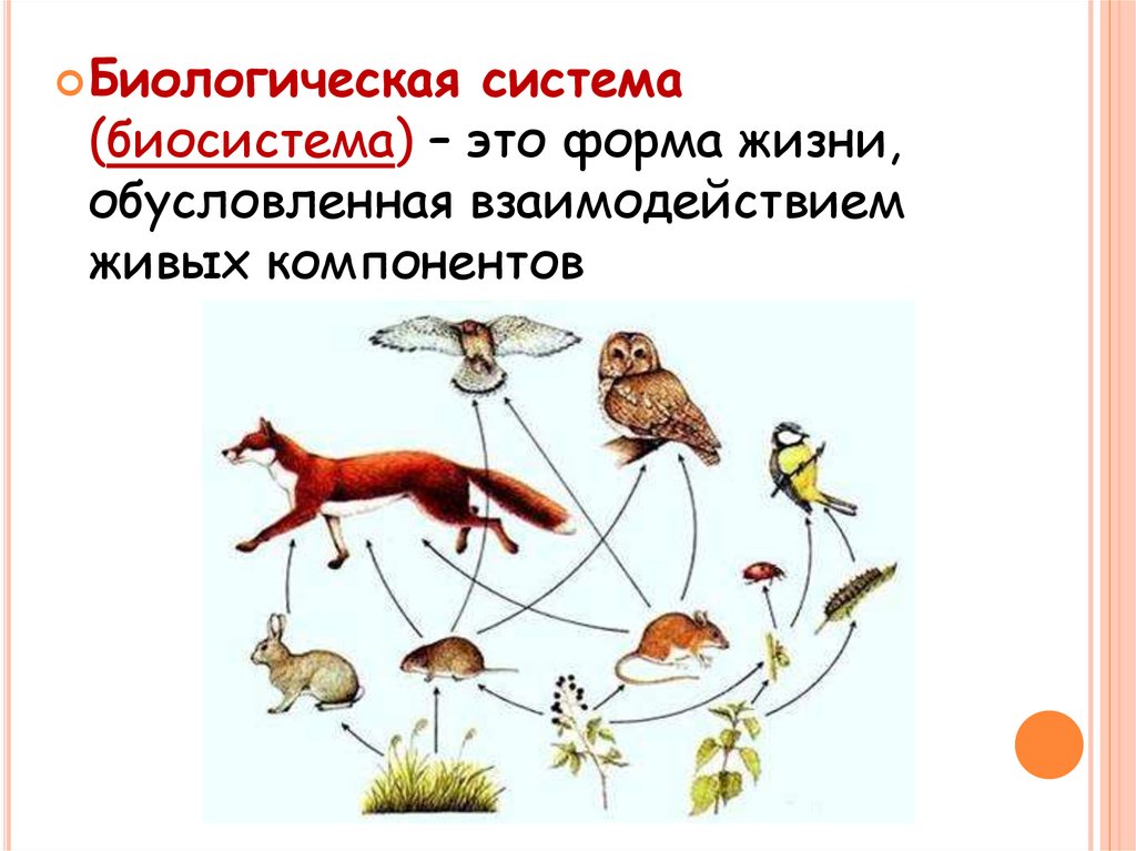 Биологические системы используют. Биосистема. Биологические системы примеры. Система это в биологии. Биосистема это в биологии.