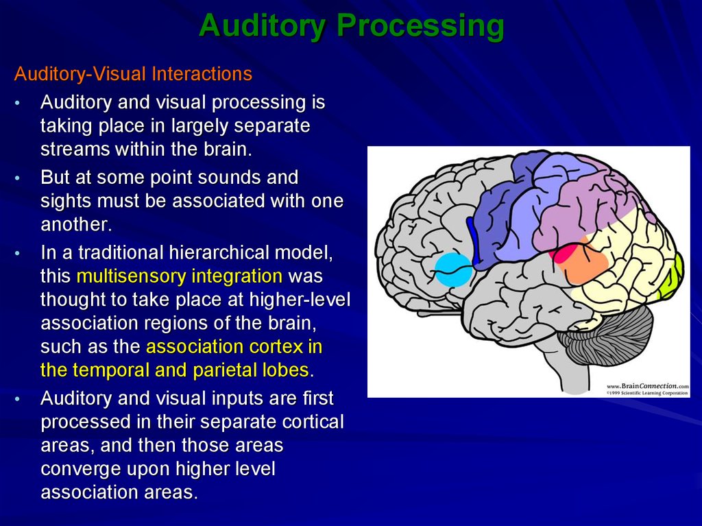 Brain processing. Processing Visual. Дисграфия какие зоны мозга. Functional System of the Cortex. Presentation auditory.