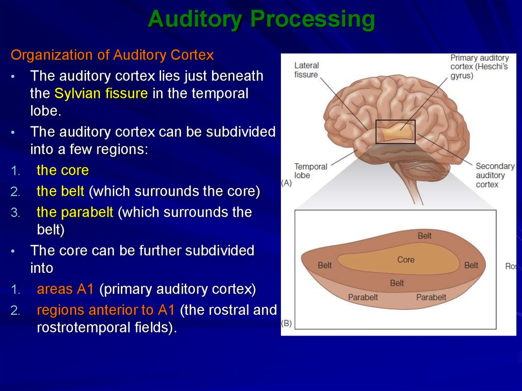 Auditory Processing 