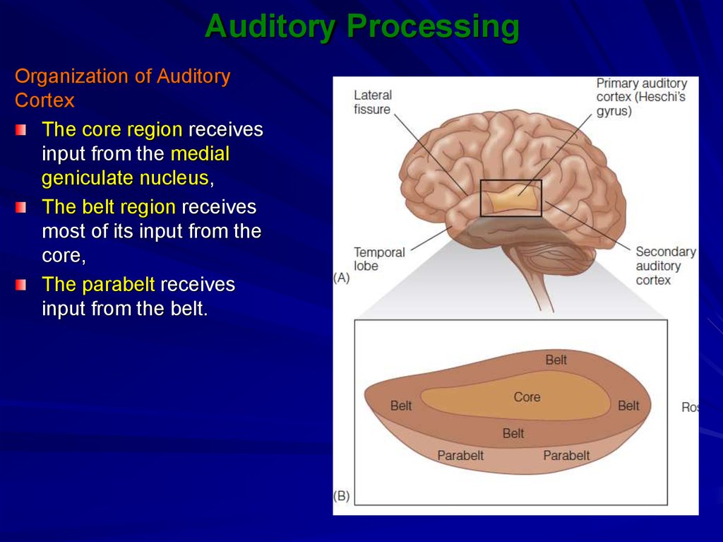 hearing processing