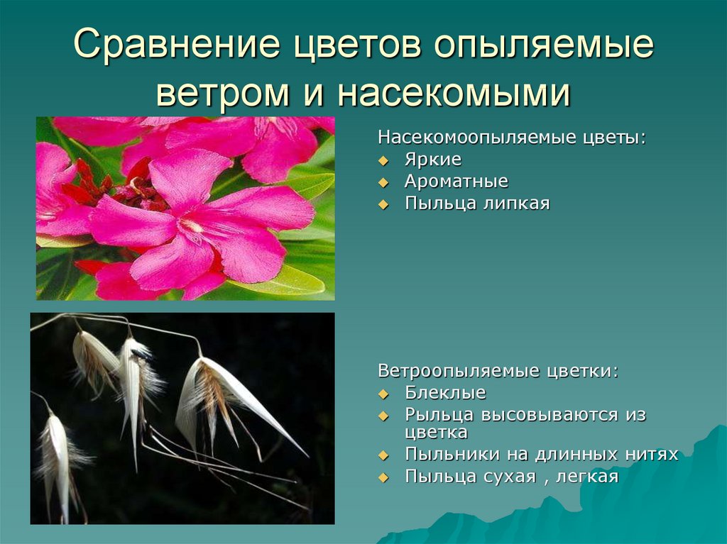 Какие приспособления у ветроопыляемых растений. Ветроопыляемые и насекомоопыляемые цветки. Опыление растений насекомыми и ветром. Растения которые опыляются. Растения опыляемые ветром и насекомыми.