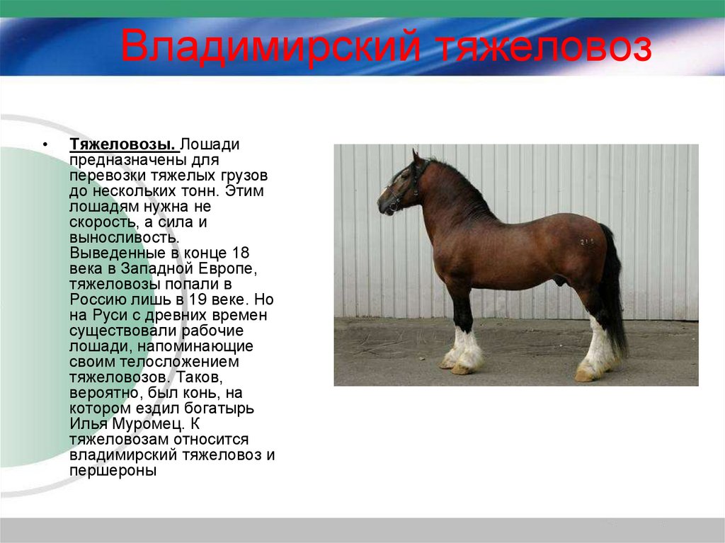 Описание лошади. Владимирский тяжеловоз стандарт породы. Владимирский тяжеловоз характеристика породы. Владимирский тяжеловоз порода описание.