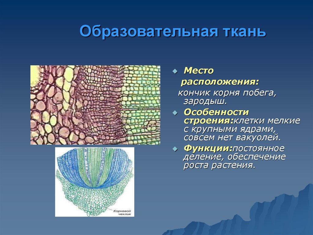Какие ткани образуют эти структуры. Строение клетки образовательной ткани. Образовательные ткани меристемы. Образовательная ткань 5 класс биология. Строение клеток образовательной ткани у растений.