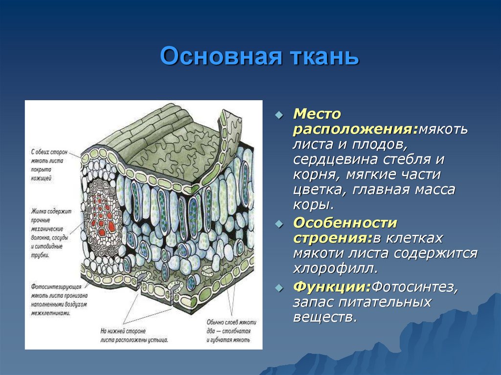 Какую функцию выполняет покровная ткань у растений