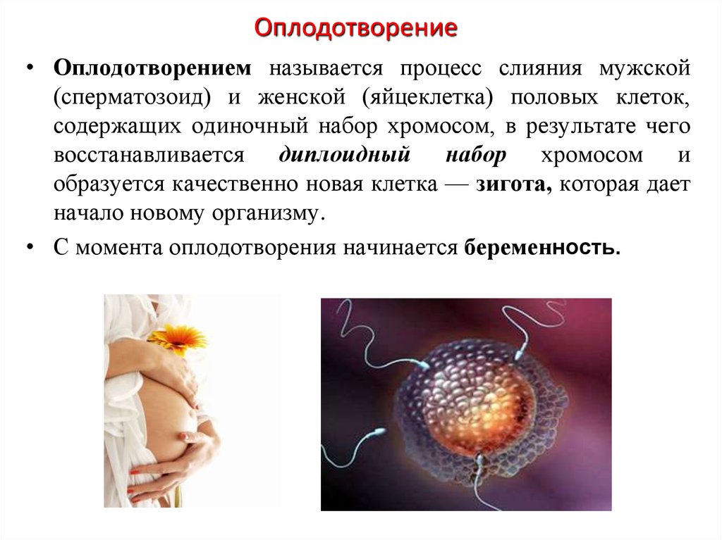 Беременность и роды 8 класс биология. Процесс оплодотворени. Процесс оплодотворения. Процессы развития оплодотворенной яйцеклетки. Процесс в оплодотворенной яйцеклетке.