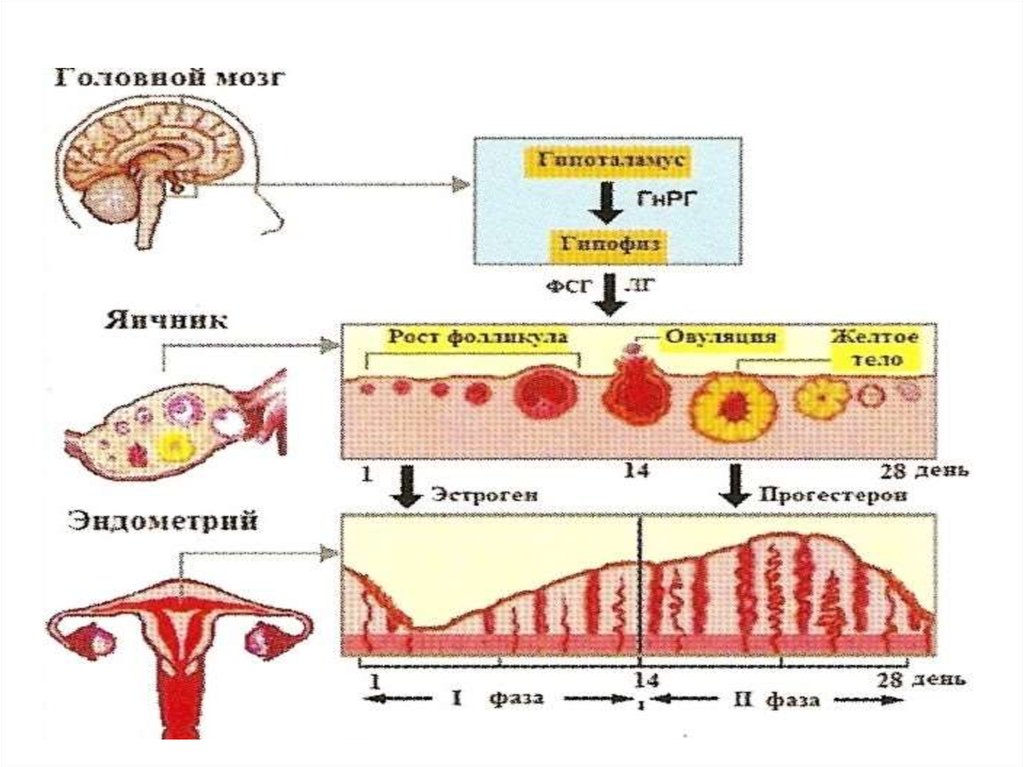 Периоды репродуктивного цикла. Регуляция менструационного цикла схема 5 уровней. Схема нейрогуморальной регуляции менструального цикла. Гормональная регуляция менструального цикла. Механизм гормональной регуляции менструационного цикла.