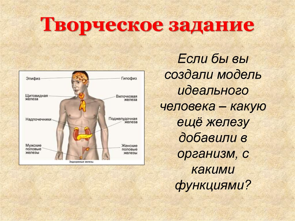 Какой самый главный орган у человека