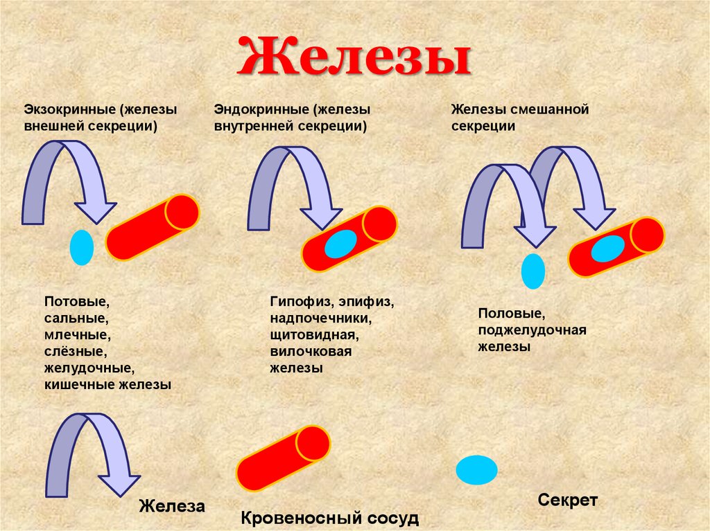 Что такое железы. Железы экзокринной секреции. Экзокринные и эндокринные железы. Эндокринные экзокринные смешанные железы. К экзокринным железам относят.