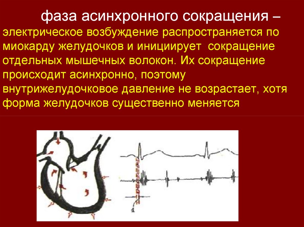 Сокращение желудочков. Асинхронная систола желудочков. Фаза асинхронного сокращения. Фаза асинхронного сокращения желудочков. Фаза изометрического сокращения желудочков.